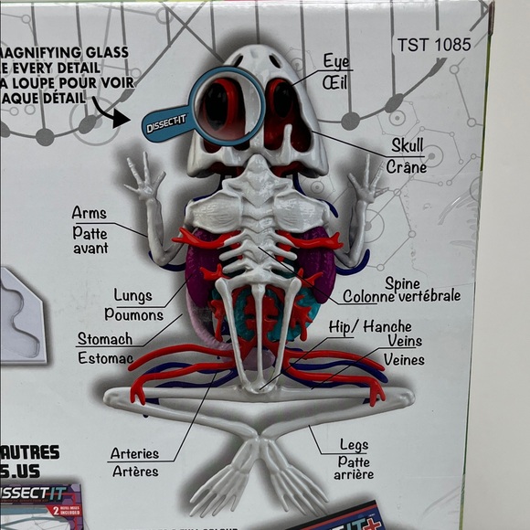 Dissect-It Super Lab Frog - Picture 6 of 12